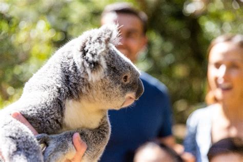 ゴールドコースト ドリームワールド 入場チケット予約 動物園と遊園地が一度に楽しめる（オーストラリア・テーマパーク） Kkday