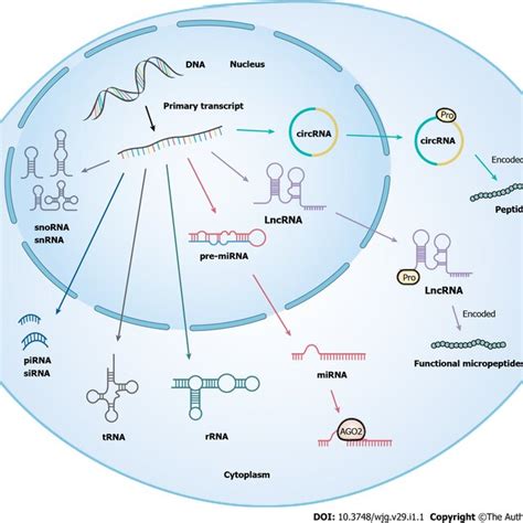 Classification Of Non Coding Rnas Non Coding Rnas Can Be Divided Into