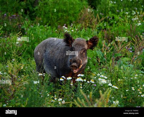 Wilde Eber Schwein Wildschwein Sus Scrofa Royal Tusker Stehend Auf