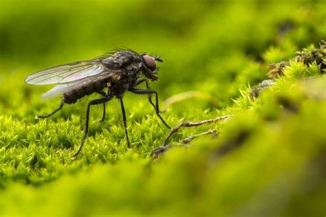 5 astuces pour se débarrasser naturellement des mouches