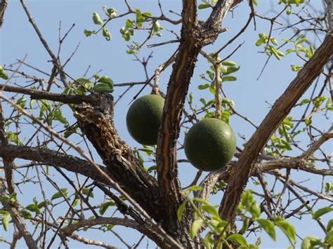 Monkey orange, an eagerly sought-after fruit - Bushguide 101