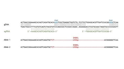 Fcgr2a Cd32a Knockout Jurkat Cell Line