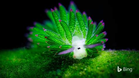 Perhaps You Can Understand Why This Tiny Sea Slug Is Sometimes Called