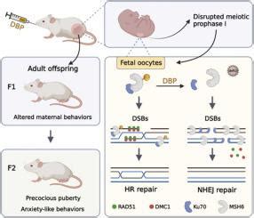 Maternal Exposure To Dibutyl Phthalate Regulates Msh Crotonylation To