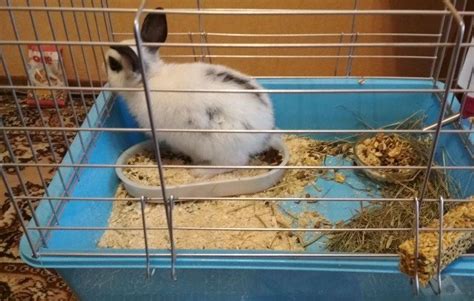 Порядок приучения декоративного кролика ходить в туалет на лоток в квартире