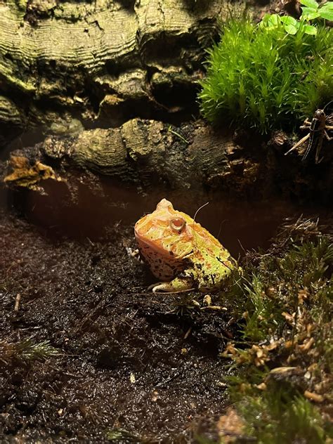 Is My Pac Man Frog Healthy Rpacmanfrog