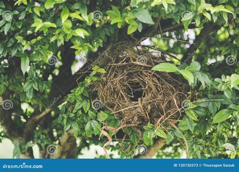 Birds Nest On A Tree Stock Image Image Of House Wildlife 120720373