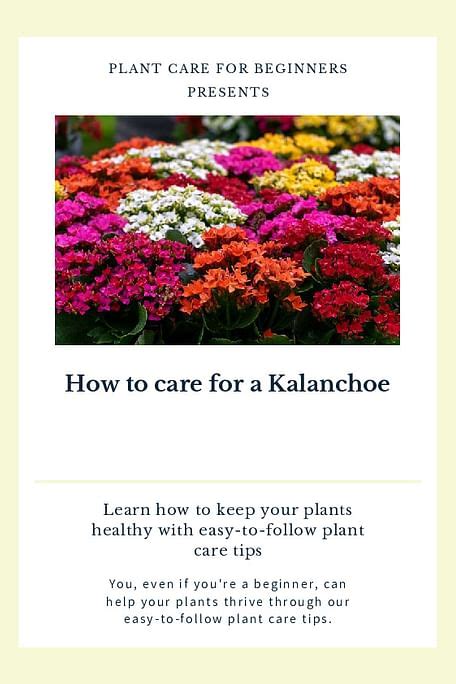 Shop for your How to care for a Kalanchoe