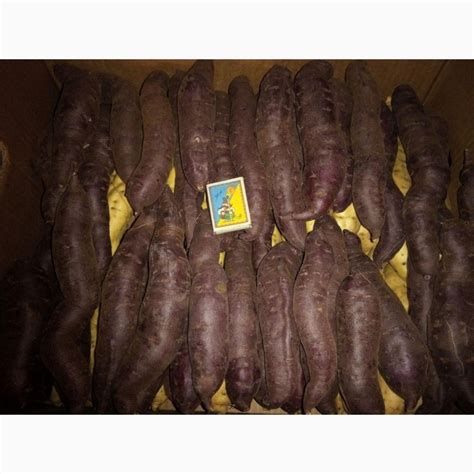 Продам батат - клубни и рассада, купить батат - клубни и рассада ...