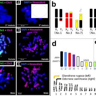 Chromosome Painting And Diagrams Showing The Multiple Sex Chromosomes