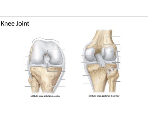 Ligaments of Knee Joint Quiz