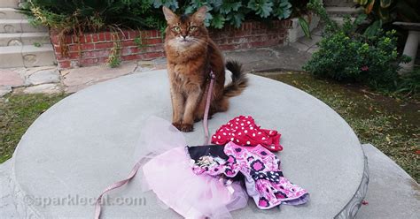 Boringest Dress Up Your Pet Day Ever Summers Fabulous Cat Life