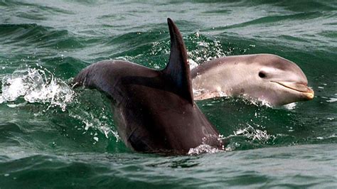 Four Swimmers Injured In Dolphins Attacks Off Japans Suishohama Beach