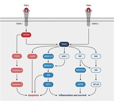 Tnf Signaling Pathway