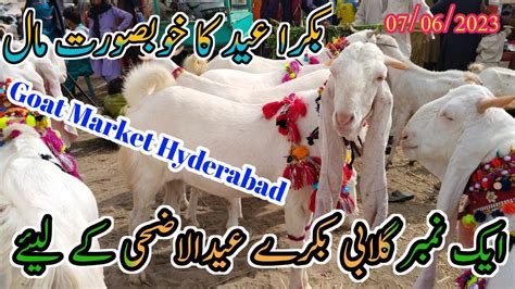 Bakra Mandi Hyderabad Today Update Bypass Mandi Hyderabad Mandi