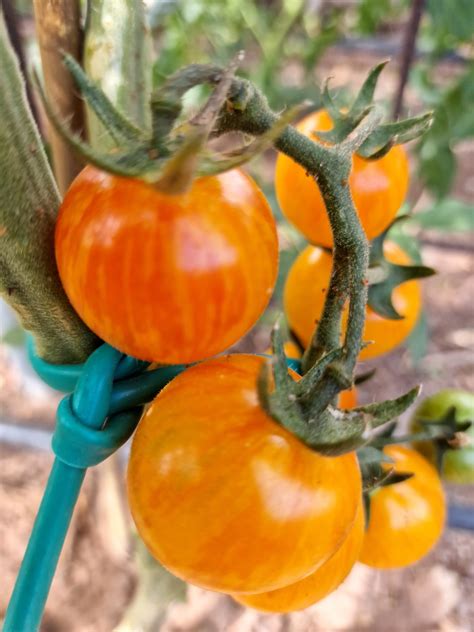 Artisan Golden Bumblebee Tomato Seeds Chilli Seeds For Sale - Artisan