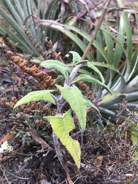 Salvia Sagittata Arrowleaf Sage North Carolina Extension Gardener