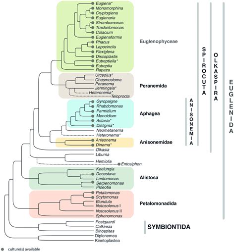 Euglenids And Symbiontids A Tree Summarizing Multiple Phylogenetic