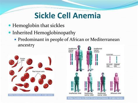 Ppt The Role Of Kr Ppel Like Factor In Erythroid Cells Powerpoint