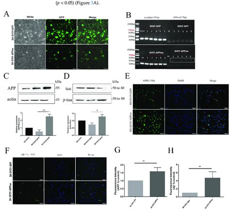 Sh Sy Y Cells Transfected With The Appsw Gene Were Established As An Ad