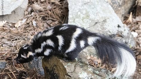 Skunks Habitat