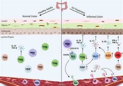 Frontiers The Multifaceted Roles Of Common Gut Microbiota In Immune