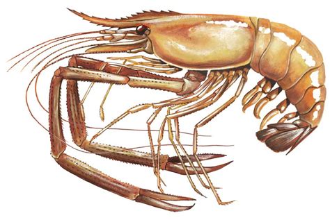 Biology of Animals: Macrobrachium sp.