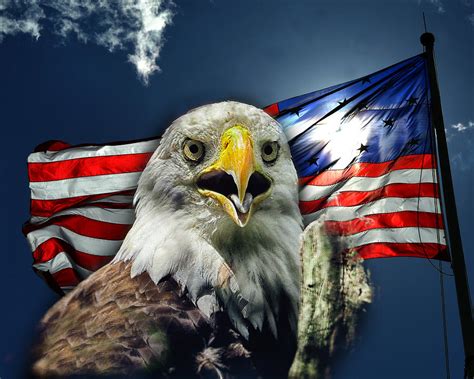 Bald Eagle and American Flag Patriotism Photograph by Bill Swartwout ...