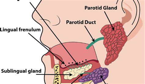 Salivary Glands Definition Types Location Size Ducts Diagram