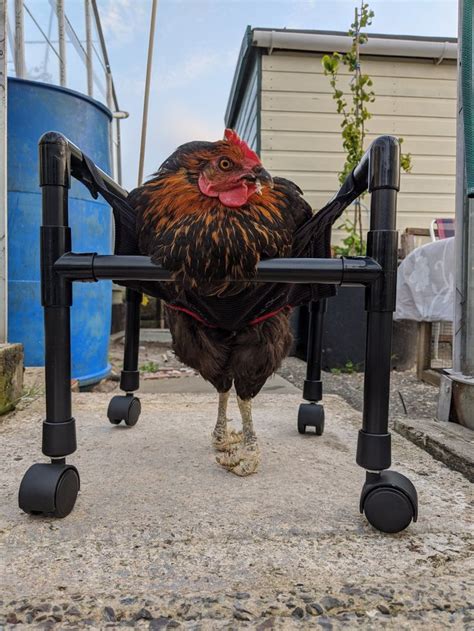 Chicken Wheelchair Empowering Chickens To Move Freely