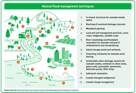 Natural Flood Management (NFM) | The Flood Hub