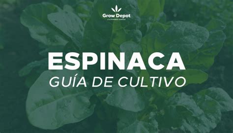 Espinaca Gu A De Cultivo Grow Depot M Xico