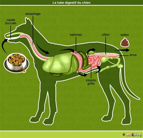 Anatomie appareil digestif chien Conseils vétérinaires illustrés