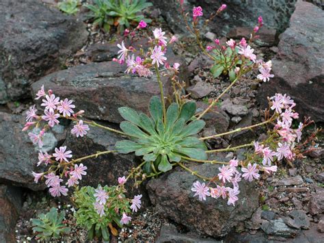 Lewisia Cotyledon Siskiyou Lewisia World Of Succulents