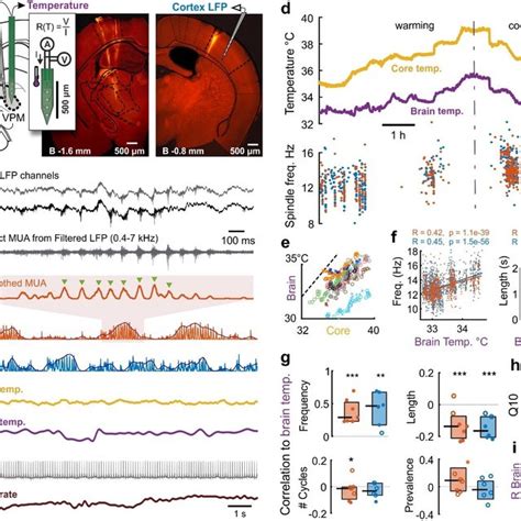 Sleep Spindle Frequency And Length Correlates With Brain Temperature