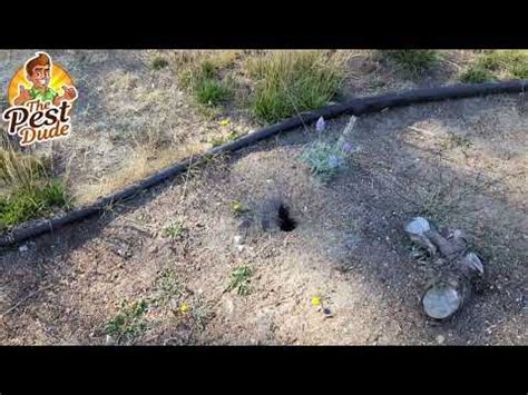 Rat Holes Or Vole Holes How To Identify YouTube