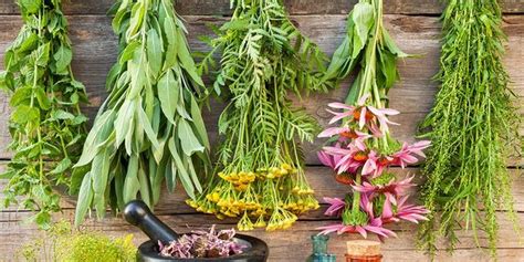 30 Herbs That Fight Cold And Flu | Prevention