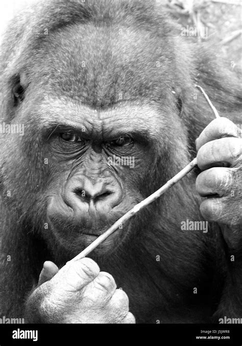 The Gorilla 1 Stock Photo Alamy