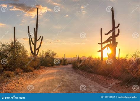 Arizona Desert At Sunset With Saguaro Cacti In Sonoran Desert Near