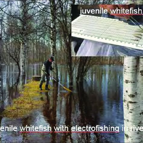 Electric Pulse Fishing For Whitefish Fry In The Alter Lven River