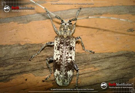 White Oak Borer Beetle