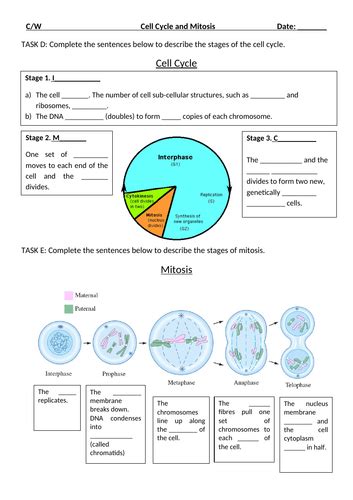 Mitosis And Cell Cycle Ks4 Teaching Resources