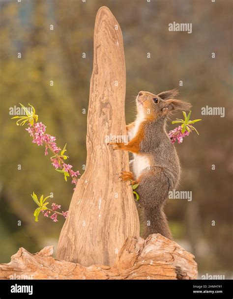 Rotes Eichhörnchen das einen Baumstamm mit Sonne hinter sich klettert