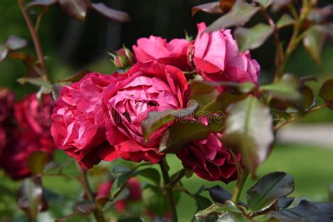 Park or Garden Rose Growing and Blooming with Beautiful Dark Pink ...