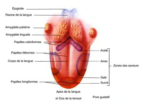 Anatomie Et Pathologie De La Gorge Mon Bloc Op Ratoire