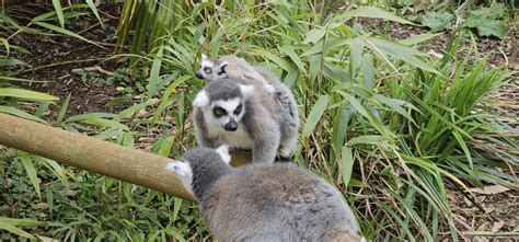 Ringtail lemurs : r/babyanimals