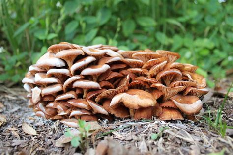 virginia mushroom identification guide   gardening dad