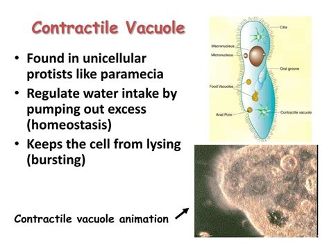 Ppt Mitochondria Powerpoint Presentation Free Download Id3067703