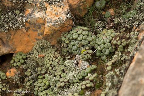 Moss Growing On Rocks In The Woods With Licheny Green Leaves And Small