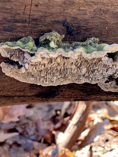 Mossy Maze Polypore Ewa Guide To The Fungi Lichens And Slime Molds Of